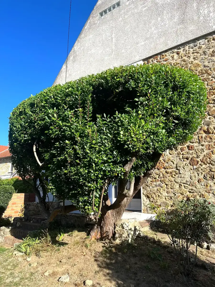 Taille d'un arbousier, après les travaux