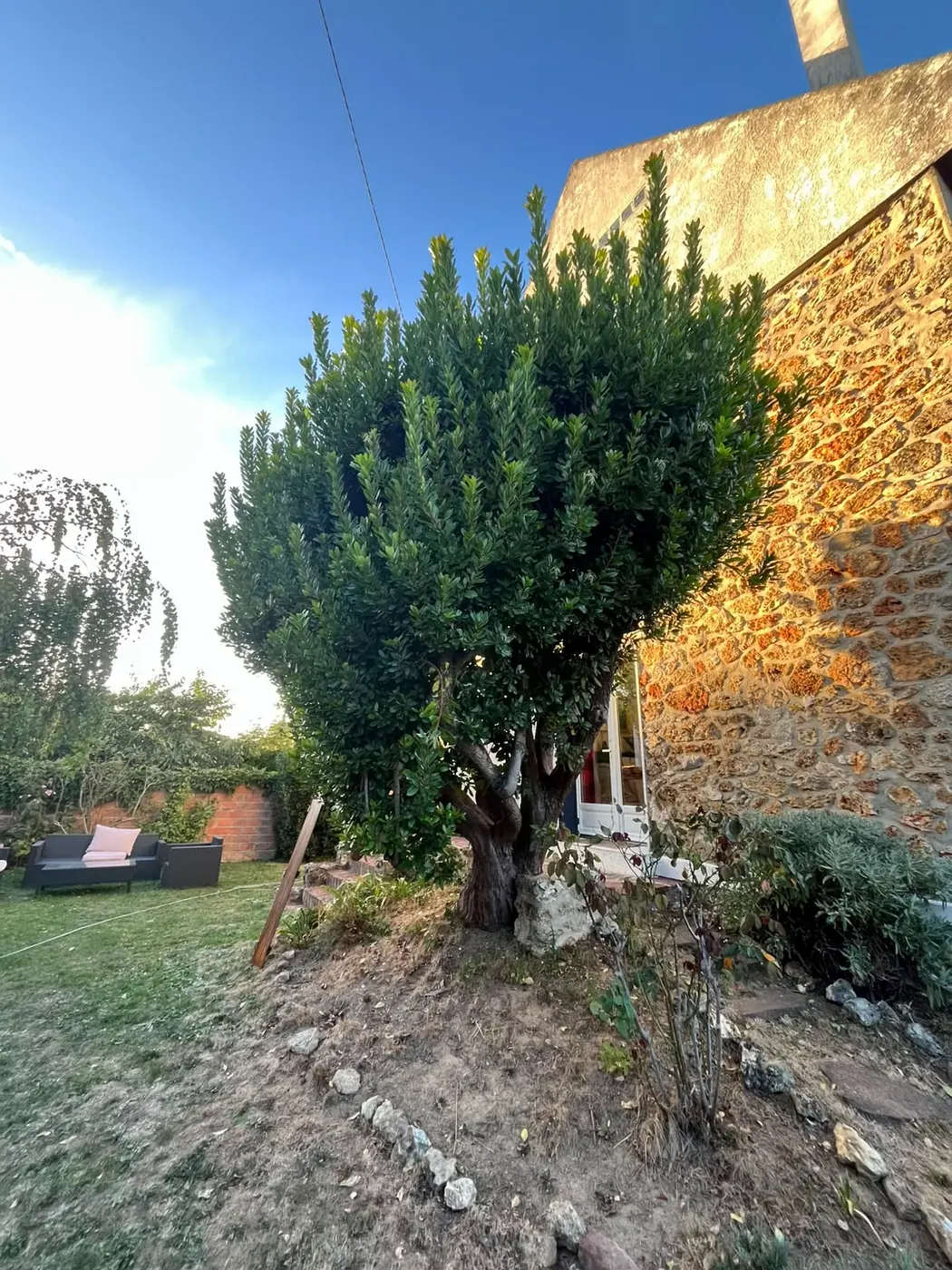 Taille d'un arbousier, avant les travaux