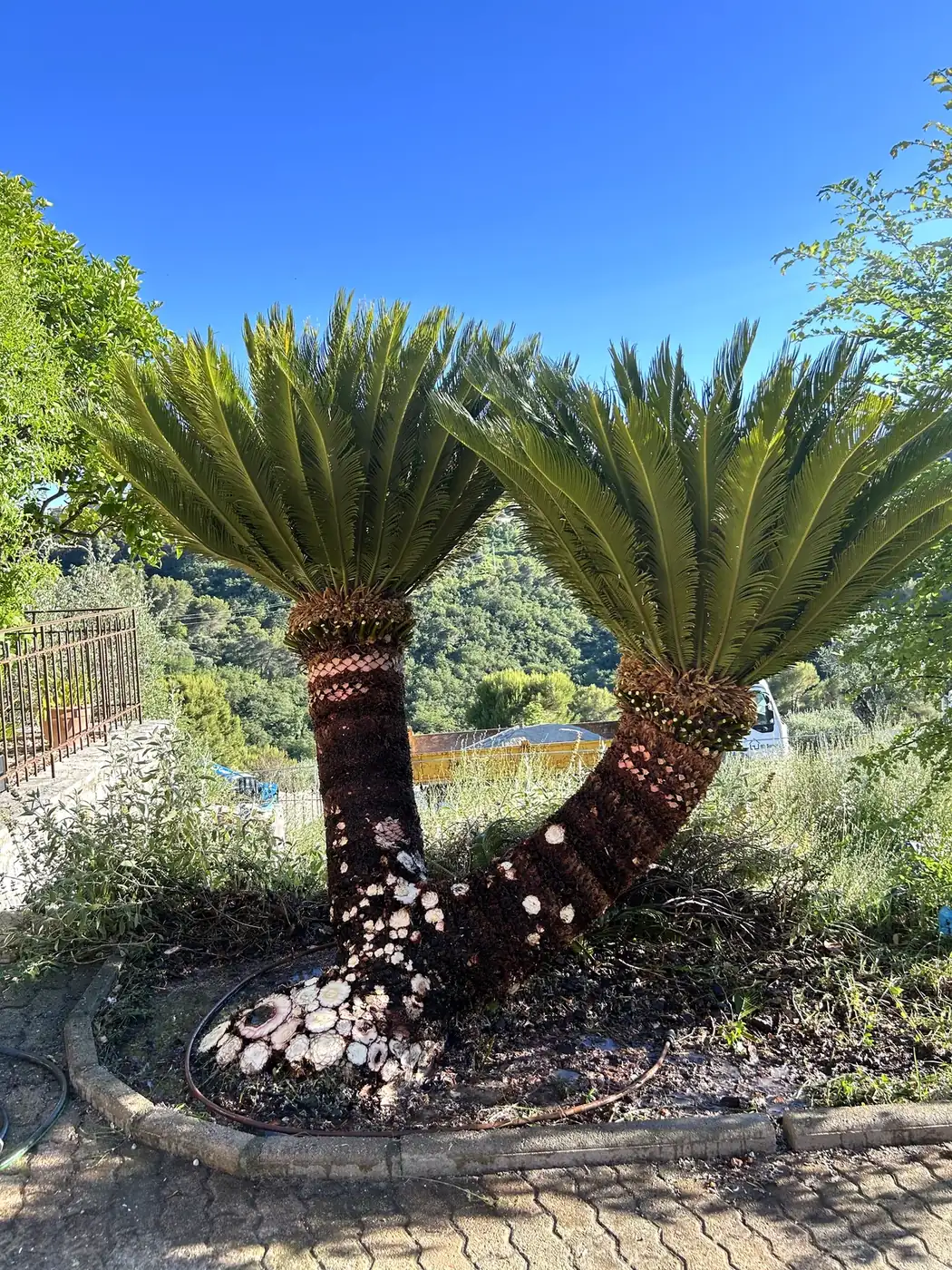 Taille d'un cycas, après les travaux