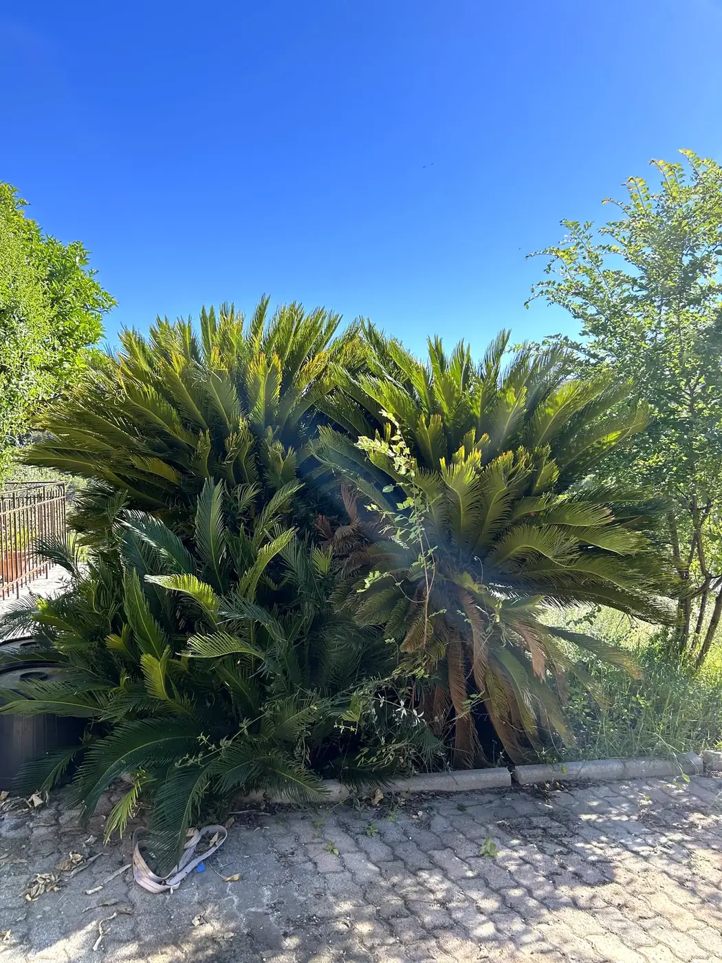 Taille d'un cycas, avant les travaux